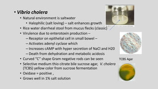 • Vibrio cholera
• Natural environment is saltwater
• Halophilic (salt loving) – salt enhances growth
• Rice water diarrheal stool from mucus flecks (classic)
• Virulence due to enterotoxin production –
– Receptor on epithelial cell in small bowel –
– Activates adenyl cyclase which
– Increases cAMP with hyper secretion of NaCl and H20
– Death from dehydration and metabolic acidosis
• Curved “C” shape Gram negative rods can be seen
• Selective medium thio citrate bile sucrose agar, V. cholera
(TCBS) yellow color from sucrose fermentation
• Oxidase = positive ,
• Grows well in 1% salt solution
TCBS Agar
 