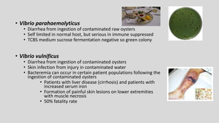 • Vibrio parahaemolyticus
• Diarrhea from ingestion of contaminated raw oysters
• Self limited in normal host, but serious in immune suppressed
• TCBS medium sucrose fermentation negative so green colony
• Vibrio vulnificus
• Diarrhea from ingestion of contaminated oysters
• Skin infection from injury in contaminated water
• Bacteremia can occur in certain patient populations following the
ingestion of contaminated oysters
• Patients with liver disease (cirrhosis) and patients with
increased serum iron
• Formation of painful skin lesions on lower extremities
with muscle necrosis
• 50% fatality rate
 