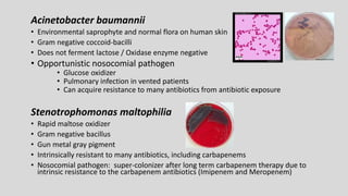 Acinetobacter baumannii
• Environmental saprophyte and normal flora on human skin
• Gram negative coccoid-bacilli
• Does not ferment lactose / Oxidase enzyme negative
• Opportunistic nosocomial pathogen
• Glucose oxidizer
• Pulmonary infection in vented patients
• Can acquire resistance to many antibiotics from antibiotic exposure
Stenotrophomonas maltophilia
• Rapid maltose oxidizer
• Gram negative bacillus
• Gun metal gray pigment
• Intrinsically resistant to many antibiotics, including carbapenems
• Nosocomial pathogen: super-colonizer after long term carbapenem therapy due to
intrinsic resistance to the carbapenem antibiotics (Imipenem and Meropenem)
 
