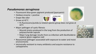 Pseudomonas aeruginosa
• Fluorescent blue-green pigment produced (pyocyanin)
• Oxidase enzyme = positive
• Grape-like odor
• Grows at 42˚C
• Ps fluorescens/putida (a related species group does not grow at
42°C
• Major pathogen of cystic fibrosis
• Mucoid strains produced in the lung from the production of
polysaccharide capsule
• Major lung damage results from co-infection with Burkholderia
cepacia (gram negative rod)
• Nosocomial pathogen associated with exposure to water and moist
environments
• Intrinsically resistant to many antibiotics and acquire resistance to
carbapenems
 