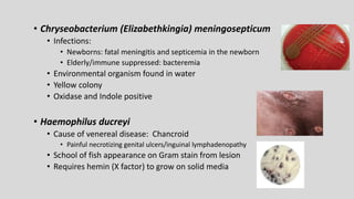 • Chryseobacterium (Elizabethkingia) meningosepticum
• Infections:
• Newborns: fatal meningitis and septicemia in the newborn
• Elderly/immune suppressed: bacteremia
• Environmental organism found in water
• Yellow colony
• Oxidase and Indole positive
• Haemophilus ducreyi
• Cause of venereal disease: Chancroid
• Painful necrotizing genital ulcers/inguinal lymphadenopathy
• School of fish appearance on Gram stain from lesion
• Requires hemin (X factor) to grow on solid media
 