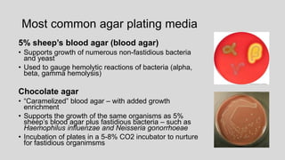 Most common agar plating media
5% sheep’s blood agar (blood agar)
• Supports growth of numerous non-fastidious bacteria
and yeast
• Used to gauge hemolytic reactions of bacteria (alpha,
beta, gamma hemolysis)
Chocolate agar
• “Caramelized” blood agar – with added growth
enrichment
• Supports the growth of the same organisms as 5%
sheep’s blood agar plus fastidious bacteria – such as
Haemophilus influenzae and Neisseria gonorrhoeae
• Incubation of plates in a 5-8% CO2 incubator to nurture
for fastidious organimsms
 