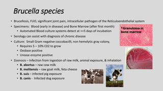 Brucella species
• Brucellosis, FUO, significant joint pain, intracellular pathogen of the Reticuloendothelial system
• Specimens: Blood (early in disease) and Bone Marrow (after first month)
• Automated Blood culture systems detect at >=5 days of incubation
• Serology can assist with diagnosis of chronic disease
• Culture: Small Gram negative coccobacilli, non hemolytic gray colony,
• Requires 5 – 10% C02 to grow
• Oxidase positive
• Urease enzyme positive
• Zoonosis – Infection from ingestion of raw milk, animal exposure, & inhalation
• B. abortus – raw cow milk
• B. melitensis – raw goat milk, feta cheese
• B. suis – infected pig exposure
• B. canis - Infected dog exposure
*Granuloma in
bone marrow
 