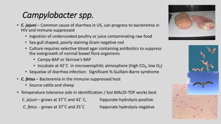 Campylobacter spp.
• C. jejuni – Common cause of diarrhea in US, can progress to bacteremia in
HIV and immune suppressed
• Ingestion of undercooked poultry or juice contaminating raw food
• Sea gull shaped, poorly staining Gram negative rod
• Culture requires selective blood agar containing antibiotics to suppress
the overgrowth of normal bowel flora organisms
• Campy-BAP or Skirrow’s BAP
• Incubate at 42˚C in microaerophilic atmosphere (high CO₂, low O₂)
• Sequelae of diarrhea infection: Significant % Guillain-Barre syndrome
• C. fetus – Bacteremia in the immune suppressed host
• Source cattle and sheep
• Temperature tolerance aids in identification / but MALDI-TOF works best
C. jejuni – grows at 37˚C and 42˚ C, hippurate hydrolysis positive
C. fetus - grows at 37˚C and 25˚C hippurate hydrolysis negative
 