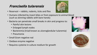 • Reservoir – rabbits, rodents, ticks and flies
• Humans infected by insect bites or from exposure to animal blood
(such as skinning rabbits with bare hands)
• Bacteria can penetrate small breaks in skin and progress to:
• Painful skin lesions
• Enlarged lymph nodes
• Bacteremia (triad known as ulceroglandular tularemia)
• Pneumonia
• Small Gram negative rod
• Oxidase enzyme negative
• Requires cysteine in culture medium for growth
Francisella tularensis
 