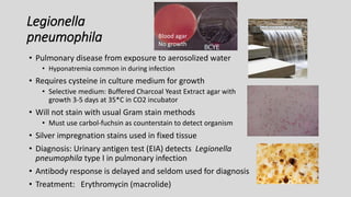 Legionella
pneumophila
• Pulmonary disease from exposure to aerosolized water
• Hyponatremia common in during infection
• Requires cysteine in culture medium for growth
• Selective medium: Buffered Charcoal Yeast Extract agar with
growth 3-5 days at 35*C in CO2 incubator
• Will not stain with usual Gram stain methods
• Must use carbol-fuchsin as counterstain to detect organism
• Silver impregnation stains used in fixed tissue
• Diagnosis: Urinary antigen test (EIA) detects Legionella
pneumophila type I in pulmonary infection
• Antibody response is delayed and seldom used for diagnosis
• Treatment: Erythromycin (macrolide)
BCYE
Blood agar
No growth
 