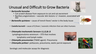 Unusual and Difficult to Grow Bacteria
• Bartonella henselae
• Cat scratch disease from exposure to cat and cat excrement
• Bacillary angiomatosis – vascular skin lesions +/- invasion, associated with
HIV
• Bartonella quintana – cause of trench fever/ vector is the body louse
• Coxiella burnetii – cause of Q fever / zoonotic infection that can infect humans
• Chlamydia trachomatis Serovars L1,L2,& L3
Lymphogranuloma venereum – STD that involves
lymphatics and lymph nodes
• Chlamydia pneumoniae (TWAR agent)- Pneumonia
• Chlamydia psittaci- psittacosis, pneumonia, exotic parrot exposure
Serologic and molecular assays for diagnosis
 
