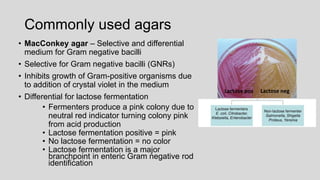 Commonly used agars
• MacConkey agar – Selective and differential
medium for Gram negative bacilli
• Selective for Gram negative bacilli (GNRs)
• Inhibits growth of Gram-positive organisms due
to addition of crystal violet in the medium
• Differential for lactose fermentation
• Fermenters produce a pink colony due to
neutral red indicator turning colony pink
from acid production
• Lactose fermentation positive = pink
• No lactose fermentation = no color
• Lactose fermentation is a major
branchpoint in enteric Gram negative rod
identification
Lactose pos Lactose neg
 