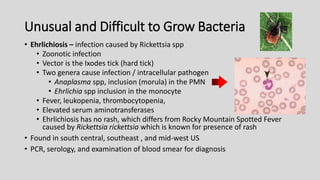 Unusual and Difficult to Grow Bacteria
• Ehrlichiosis – infection caused by Rickettsia spp
• Zoonotic infection
• Vector is the Ixodes tick (hard tick)
• Two genera cause infection / intracellular pathogen
• Anaplasma spp, inclusion (morula) in the PMN
• Ehrlichia spp inclusion in the monocyte
• Fever, leukopenia, thrombocytopenia,
• Elevated serum aminotransferases
• Ehrlichiosis has no rash, which differs from Rocky Mountain Spotted Fever
caused by Rickettsia rickettsia which is known for presence of rash
• Found in south central, southeast , and mid-west US
• PCR, serology, and examination of blood smear for diagnosis
 