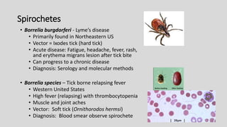 Spirochetes
• Borrelia burgdorferi - Lyme’s disease
• Primarily found in Northeastern US
• Vector = Ixodes tick (hard tick)
• Acute disease: Fatigue, headache, fever, rash,
and erythema migrans lesion after tick bite
• Can progress to a chronic disease
• Diagnosis: Serology and molecular methods
• Borrelia species – Tick borne relapsing fever
• Western United States
• High fever (relapsing) with thrombocytopenia
• Muscle and joint aches
• Vector: Soft tick (Ornithorodos hermsi)
• Diagnosis: Blood smear observe spirochete
 