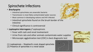 Spirochete Infections
• Brachyspira
• Intestinal spirochetes are anaerobic bacteria
• Transmission is most likely contaminated water sources
• Most common in developing nations and HIV infected
• Intestinal spirochete found on the brush border of the
intestine
• Clinical significance is controversial
• Leptospira interrogans / Leptospirosis
• Fever with rash and renal involvement
• Urine from rats and other animals contaminate water supplies
• Microscopic agglutination test (CDC) is best diagnostic test
(1) Leptospirosis – Shepherd’s crook shaped spirochete
(2) Presence of spirochete in a renal tubule
(2)
1
 