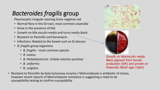 Bacteroides fragilis group
Pleomorphic irregular staining Gram negative rod
• Normal flora in the GI tract, most common anaerobe
• Grow in the presence of bile
• Growth on bile esculin media and turns media black
• Resistant to Penicillin and Kanamycin
• Infections: Related to the bowel such as GI abscess
• B. fragilis group organisms
• B. fragilis – most common species
• B. ovatus
• B. thetaiotamicron (indole reaction positive)
• B. uniformis
• B. vulgatus
• Resistant to Penicillin by beta lactamase enzyme / Metronidazole is antibiotic of choice,
however recent reports of Metronidazole resistance is suggesting a need to do
susceptibility testing to confirm susceptibility
Growth on bile/esculin media
Black pigment from Esculin
production (left) and growth on
Anaerobic Blood agar (right)
 