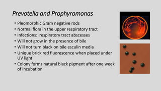 Prevotella and Prophyromonas
• Pleomorphic Gram negative rods
• Normal flora in the upper respiratory tract
• Infections: respiratory tract abscesses
• Will not grow in the presence of bile
• Will not turn black on bile esculin media
• Unique brick red fluorescence when placed under
UV light
• Colony forms natural black pigment after one week
of incubation
 