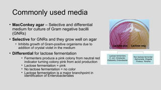 Commonly used media
• MacConkey agar – Selective and differential
medium for culture of Gram negative bacilli
(GNRs)
• Selective for GNRs and they grow well on agar
• Inhibits growth of Gram-positive organisms due to
addition of crystal violet in the medium
• Differential for lactose fermentation
• Fermenters produce a pink colony from neutral red
indicator turning colony pink from acid production
• Lactose fermentation = pink
• No lactose fermentation = no color
• Lactose fermentation is a major branchpoint in
identification of Enterobacteriales
Lactose pos Lactose neg
 