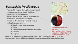 Bacteroides fragilis group
Pleomorphic irregular staining Gram negative rod
•Most common normal flora in the GI tract
•Growth in the presence of bile
•Growth on bile esculin medium and turns black
•Resistant to Penicillin and Kanamycin
•Infections: Bowel related, such as GI abscess
•B. fragilis group organisms
• B. fragilis – most common species
• B. ovatus
• B. thetaiotamicron (indole reaction positive)
• B. uniformis
• B. vulgatus
• Resistant to Penicillin by beta lactamase enzyme / Metronidazole is antibiotic of choice,
Recent reports of Metronidazole resistance is suggesting a need for susceptibility testing
Growth on bile esculin
medium
Black pigment from Esculitin
production (left) and growth
on Anaerobic Blood agar
(right)
 