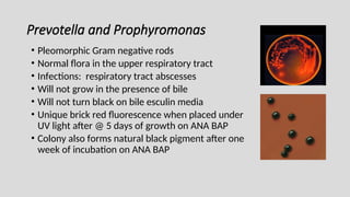 Prevotella and Prophyromonas
• Pleomorphic Gram negative rods
• Normal flora in the upper respiratory tract
• Infections: respiratory tract abscesses
• Will not grow in the presence of bile
• Will not turn black on bile esculin media
• Unique brick red fluorescence when placed under
UV light after @ 5 days of growth on ANA BAP
• Colony also forms natural black pigment after one
week of incubation on ANA BAP
 