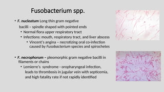 Fusobacterium spp.
• F. nucleatum Long thin gram negative
bacilli – spindle shaped with pointed ends
• Normal flora upper respiratory tract
• Infections: mouth, respiratory tract, and liver abscess
• Vincent’s angina – necrotizing oral co-infection
caused by Fusobacterium species and spirochetes
• F. necrophorum – pleomorphic gram negative bacilli in
filaments or chains
• Lemierre’s syndrome - oropharyngeal infection,
leads to thrombosis in jugular vein with septicemia,
and high fatality rate if not rapidly identified
 