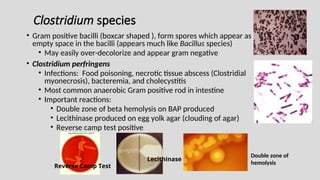 Clostridium species
• Gram positive bacilli (boxcar shaped ), form spores which appear as
empty space in the bacilli (appears much like Bacillus species)
• May easily over-decolorize and appear gram negative
• Clostridium perfringens
• Infections: Food poisoning, necrotic tissue abscess (Clostridial
myonecrosis), bacteremia, and cholecystitis
• Most common anaerobic Gram positive rod in intestine
• Important reactions:
• Double zone of beta hemolysis on BAP produced
• Lecithinase produced on egg yolk agar (clouding of agar)
• Reverse camp test positive
Lecithinase
Reverse Camp Test
Double zone of
hemolysis
 