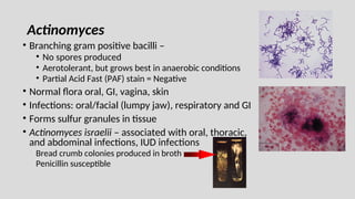 Actinomyces
• Branching gram positive bacilli –
• No spores produced
• Aerotolerant, but grows best in anaerobic conditions
• Partial Acid Fast (PAF) stain = Negative
• Normal flora oral, GI, vagina, skin
• Infections: oral/facial (lumpy jaw), respiratory and GI
• Forms sulfur granules in tissue
• Actinomyces israelii – associated with oral, thoracic,
and abdominal infections, IUD infections
Bread crumb colonies produced in broth
Penicillin susceptible
 