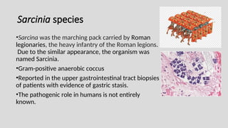Sarcinia species
•Sarcina was the marching pack carried by Roman
legionaries, the heavy infantry of the Roman legions.
Due to the similar appearance, the organism was
named Sarcinia.
•Gram-positive anaerobic coccus
•Reported in the upper gastrointestinal tract biopsies
of patients with evidence of gastric stasis.
•The pathogenic role in humans is not entirely
known.
 