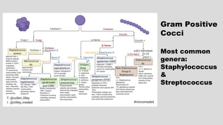 Gram Positive
Cocci
Most common
genera:
Staphylococcus
&
Streptococcus
 