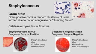 Staphylococcus
Gram stain
Gram positive cocci in random clusters – clusters
formed due to bound coagulase or “clumping factor”
Catalase enzyme test = Positive
Staphylococcus aureus Coagulase Negative Staph
Coagulase Enzyme Positive Coagulase Enzyme Negative
Sheep’s blood agar
plate
+/- Yellow colony
Beta hemolysis
Sheep’s blood agar
plate
White colony
Most non-hemolytic
 