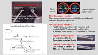 Catalase Enzyme Reaction
Negative Positive
Bacteria placed in Hydrogen
Peroxide/ bubbles = positive
reaction
Slide Coagulase reaction
Staphylococcus organism emulsified in rabbit plasma/
mix well. Positive = agglutination
Tube Coagulase Reaction
Rabbit plasma inoculated with organism and
incubated at 35˚C, observe for clot formation
at 4 hours. If no clot at 4 hours, observe at 24 hours
Negative tube coagulase
No clot formed/liquid =
Coagulase negative Staph
Positive Tube Coagulase
Clot formed at either 4 or
24 hours = Staph aureus
Slide Coagulase Reaction
Coagulase negative
Staphylococcus
Staph
aureus
 