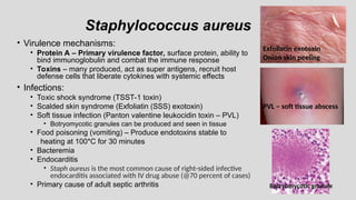 Staphylococcus aureus
• Virulence mechanisms:
• Protein A – Primary virulence factor, surface protein, ability to
bind immunoglobulin and combat the immune response
• Toxins – many produced, act as super antigens, recruit host
defense cells that liberate cytokines with systemic effects
• Infections:
• Toxic shock syndrome (TSST-1 toxin)
• Scalded skin syndrome (Exfoliatin (SSS) exotoxin)
• Soft tissue infection (Panton valentine leukocidin toxin – PVL)
• Botryomycotic granules can be produced and seen in tissue
• Food poisoning (vomiting) – Produce endotoxins stable to
heating at 100*C for 30 minutes
• Bacteremia
• Endocarditis
• Staph aureus is the most common cause of right-sided infective
endocarditis associated with IV drug abuse (@70 percent of cases)
• Primary cause of adult septic arthritis
Exfoliatin exotoxin
Onion skin peeling
PVL – soft tissue abscess
Botryomycotic granule
 