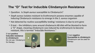 The “D” Test for Inducible Clindamycin Resistance
• Question: Is Staph aureus susceptible to Clindamycin?
• Staph aureus isolates resistant to Erythromycin possess enzymes capable of
inducing Clindamycin resistance to emerge in the S. aureus organism
• Not detected by routine susceptibility testing/ resistance is due to erm gene
• D test – the inhibitory zone around clindamycin KB disk will be blunted to form
a “D” shape, meaning clindamycin was induced by erythromycin to become
resistant, this is termed “Inducible Resistance.”
D test positive
Inducible resistance
to clindamycin
Do not use Clindamycin
for therapy
D test negative
Susceptible to clindamycin
Clindamycin can be used for
therapy
 