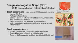 Coagulase Negative Staph (CNS)
@ 15 species human colonization/infection
• Staph epidermidis – most common CNS species in humans
– Normal skin flora
– Pathogen of opportunity
– Common cause of catheter related bacteremia, endocarditis,
and prosthetic joint infection
– Pathogenicity from cell adhesion factors that form
biofilm on biologics and plastics, difficult to remove or treat
with antibiotics
• Staph saprophyticus –
– Urinary tract infection in the child-bearing age female
– This CNS adheres efficiently to epithelial cells
– The only CNS resistant to antibiotic Novobiocin (KB disk test)
White non-hemolytic
colony
Resistant to
Novobiocin
 