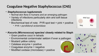 • Staphylococcus lugdunensis
• Normal skin flora in humans and an emerging pathogen
• Variety of infections particularly skin and soft tissue
infections
• Biochemical test of note: PYR spot test = pink = positive
• PYR = pyrolidonyl arylamidase
• Kocuria (Micrococcus) species/ closely related to Staph
• Gram positive cocci in tetrads
• Environmental contaminate/ seldom if ever a pathogen
• Mustard yellow colony
• Catalase enzyme = positive
• Coagulase enzyme = negative
• Modified oxidase (microdase) = positive
Neg Pos
PYR Test
Coagulase Negative Staphylococcus (CNS)
 