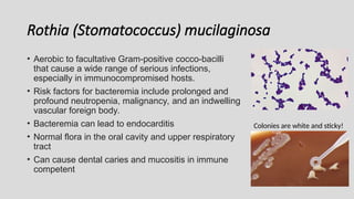 Rothia (Stomatococcus) mucilaginosa
• Aerobic to facultative Gram-positive cocco-bacilli
that cause a wide range of serious infections,
especially in immunocompromised hosts.
• Risk factors for bacteremia include prolonged and
profound neutropenia, malignancy, and an indwelling
vascular foreign body.
• Bacteremia can lead to endocarditis
• Normal flora in the oral cavity and upper respiratory
tract
• Can cause dental caries and mucositis in immune
competent
Colonies are white and sticky!
 