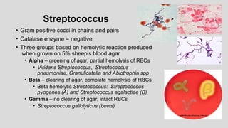 Streptococcus
• Gram positive cocci in chains and pairs
• Catalase enzyme = negative
• Three groups based on hemolytic reaction produced
when grown on 5% sheep’s blood agar
• Alpha – greening of agar, partial hemolysis of RBCs
• Viridans Streptococcus, Streptococcus
pneumoniae, Granulicatella and Abiotrophia spp
• Beta – clearing of agar, complete hemolysis of RBCs
• Beta hemolytic Streptococcus: Streptococcus
pyogenes (A) and Streptococcus agalactiae (B)
• Gamma – no clearing of agar, intact RBCs
• Streptococcus gallolyticus (bovis)
 