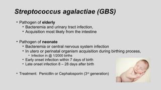 Streptococcus agalactiae (GBS)
• Pathogen of elderly
• Bacteremia and urinary tract infection,
• Acquisition most likely from the intestine
• Pathogen of neonate
• Bacteremia or central nervous system infection
• In utero or perinatal organism acquisition during birthing process,
• Infection in @ 1/2000 births
• Early onset infection within 7 days of birth
• Late onset infection 8 – 28 days after birth
• Treatment: Penicillin or Cephalosporin (3rd
generation)
 