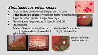 Streptococcus pneumoniae
• Gram positive bullet (lancet) shaped cocci in pairs
• Polysaccharide capsule = virulence factor / antiphagocytic
• Alpha hemolytic on 5% Sheep’s blood agar
• Mucoid due to large amount of capsule production
• Identification:
• Bile soluble – colonies dissolve Inhibited by Optochin –
in sodium deoxycholate (bile) ethylhydrocupreine
hydrochloride
Zone of inhibition
must be >=14 mm
Autolytic Changes
Looks like tire
 