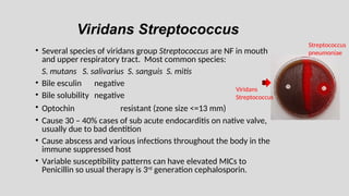 Viridans Streptococcus
• Several species of viridans group Streptococcus are NF in mouth
and upper respiratory tract. Most common species:
S. mutans S. salivarius S. sanguis S. mitis
• Bile esculin negative
• Bile solubility negative
• Optochin resistant (zone size <=13 mm)
• Cause 30 – 40% cases of sub acute endocarditis on native valve,
usually due to bad dentition
• Cause abscess and various infections throughout the body in the
immune suppressed host
• Variable susceptibility patterns can have elevated MICs to
Penicillin so usual therapy is 3rd
generation cephalosporin.
Streptococcus
pneumoniae
Viridans
Streptococcus
 