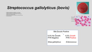 Streptococcus gallolyticus (bovis)
• Streptococcus gallolyticus ssp. gallolyticus (S. bovis biotype 1)
Isolation from blood culture is associated with colon cancer (73%)
• Streptococcus gallolyticus ssp. pasteurianus (S. bovis biotype 2)
Isolation from CSF in neonatal meningitis
• Gray colony, gamma hemolytic, Gram positive cocci in pairs and short chains
• Biochemical reactions:
Bile esculin slant = positive
6.5% NaCl = no growth
PYR reaction = negative
Susceptible to Penicillin
Bile Esculin Positive
6.5% No Growth 6.5% Growth
PYR Negative PYR Positive
Strep gallolyticus Enterococcus
 