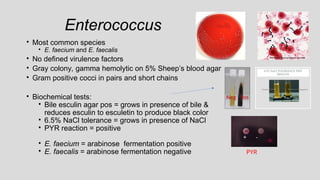 • Most common species
• E. faecium and E. faecalis
• No defined virulence factors
• Gray colony, gamma hemolytic on 5% Sheep’s blood agar
• Gram positive cocci in pairs and short chains
• Biochemical tests:
• Bile esculin agar pos = grows in presence of bile &
reduces esculin to esculetin to produce black color
• 6.5% NaCl tolerance = grows in presence of NaCl
• PYR reaction = positive
• E. faecium = arabinose fermentation positive
• E. faecalis = arabinose fermentation negative
Enterococcus
+ -
PYR
Neg Pos
 