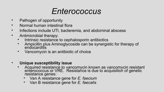 Enterococcus
• Pathogen of opportunity
• Normal human intestinal flora
• Infections include UTI, bacteremia, and abdominal abscess
• Antimicrobial therapy:
• Intrinsic resistance to cephalosporin antibiotics
• Ampicillin plus Aminoglycoside can be synergistic for therapy of
endocarditis
• Vancomycin is an antibiotic of choice
• Unique susceptibility issue
• Acquired resistance to vancomycin known as vancomycin resistant
enterococcus or VRE. Resistance is due to acquisition of genetic
resistance genes:
• Van A resistance gene for E. faecium
• Van B resistance gene for E. faecalis
 