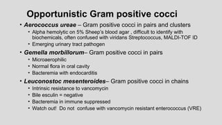 Opportunistic Gram positive cocci
• Aerococcus ureae – Gram positive cocci in pairs and clusters
• Alpha hemolytic on 5% Sheep’s blood agar , difficult to identify with
biochemicals, often confused with viridans Streptococcus, MALDI-TOF ID
• Emerging urinary tract pathogen
• Gemella morbillorum– Gram positive cocci in pairs
• Microaerophilic
• Normal flora in oral cavity
• Bacteremia with endocarditis
• Leuconostoc mesenteroides– Gram positive cocci in chains
• Intrinsic resistance to vancomycin
• Bile esculin = negative
• Bacteremia in immune suppressed
• Watch out! Do not confuse with vancomycin resistant enterococcus (VRE)
 