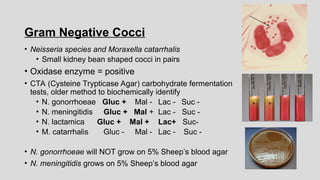Gram Negative Cocci
• Neisseria species and Moraxella catarrhalis
• Small kidney bean shaped cocci in pairs
• Oxidase enzyme = positive
• CTA (Cysteine Trypticase Agar) carbohydrate fermentation
tests, older method to biochemically identify
• N. gonorrhoeae Gluc + Mal - Lac - Suc -
• N. meningitidis Gluc + Mal + Lac - Suc -
• N. lactamica Gluc + Mal + Lac+ Suc-
• M. catarrhalis Gluc - Mal - Lac - Suc -
• N. gonorrhoeae will NOT grow on 5% Sheep’s blood agar
• N. meningitidis grows on 5% Sheep’s blood agar
+ +
 