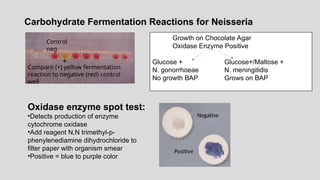 Carbohydrate Fermentation Reactions for Neisseria
Compare (+) yellow fermentation
reaction to negative (red) control
well
+
Oxidase enzyme spot test:
•Detects production of enzyme
cytochrome oxidase
•Add reagent N,N trimethyl-p-
phenylenediamine dihydrochloride to
filter paper with organism smear
•Positive = blue to purple color
Control
neg
Growth on Chocolate Agar
Oxidase Enzyme Positive
Glucose + Glucose+/Maltose +
N. gonorrhoeae N. meningitidis
No growth BAP Grows on BAP
Negative
Positive
 