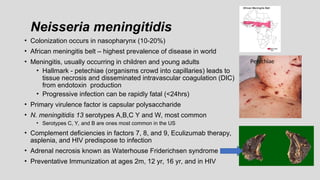 Neisseria meningitidis
• Colonization occurs in nasopharynx (10-20%)
• African meningitis belt – highest prevalence of disease in world
• Meningitis, usually occurring in children and young adults
• Hallmark - petechiae (organisms crowd into capillaries) leads to
tissue necrosis and disseminated intravascular coagulation (DIC)
from endotoxin production
• Progressive infection can be rapidly fatal (<24hrs)
• Primary virulence factor is capsular polysaccharide
• N. meningitidis 13 serotypes A,B,C Y and W, most common
• Serotypes C, Y, and B are ones most common in the US
• Complement deficiencies in factors 7, 8, and 9, Eculizumab therapy,
asplenia, and HIV predispose to infection
• Adrenal necrosis known as Waterhouse Friderichsen syndrome
• Preventative Immunization at ages 2m, 12 yr, 16 yr, and in HIV
Petechiae
 