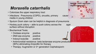 Moraxella catarrhalis
• Colonizes the upper respiratory tract
• Infections: Pneumonia (COPD), sinusitis, primary cause of otitis
media in young children
• Sputum Gram stain can be helpful in diagnosis of pneumonia
• Hockey puck colony – able to push colony across the agar
surface without disruption
• Biochemical Tests:
• Oxidase enzyme positive
• DNA’ase enzyme positive
• Indoxyl butyrate positive
• Antimicrobial resistance: beta lactamase enzyme production
(90%) eliminating Ampicillin for therapy
• Therapy: Augmentin or 3rd
generation Cephalosporin
Sputum = PMS’s and Gram
negative diplococci
 