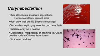 Corynebacterium
•Over 20 species, most are saprophytic
• Human normal flora, skin and nares
•Most grow well on 5% Sheep’s blood agar
•Gamma hemolytic gray colonies , no hemolysis
•Catalase enzyme = positive
•“Diphtheroid” morphology on staining, ie. Gram
positive rods in Chinese letter forms
•No spores produced
 