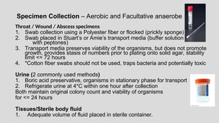 Specimen Collection – Aerobic and Facultative anaerobe
Throat / Wound / Abscess specimens
1. Swab collection using a Polyester fiber or flocked (prickly sponge)
2. Swab placed in Stuart’s or Amie’s transport media (buffer solution
with peptones)
3. Transport media preserves viability of the organisms, but does not promote
growth, provides stasis of numbers prior to plating onto solid agar, stability
limit <= 72 hours
4. *Cotton fiber swabs should not be used, traps bacteria and potentially toxic
Urine (2 commonly used methods)
1. Boric acid preservative, organisms in stationary phase for transport
2. Refrigerate urine at 4*C within one hour after collection
Both maintain original colony count and viability of organisms
for <= 24 hours
Tissues/Sterile body fluid
1. Adequate volume of fluid placed in sterile container.
 