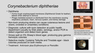 Corynebacterium diphtheriae
• Diphtheria
• Forms tough oropharyngeal membrane (Diphtheroid Greek for leather),
bleeds when attempt to remove
• Phage mediated exotoxin is distributed from the membrane causing
respiratory paralysis, heart, nervous system, and kidney damage
• Non-toxin producing strains can cause cutaneous lesions and
ulcers; crowded or unsanitary conditions
• Diagnosis: culture with toxin detection at public health
department (usually by Elek plate), serology, and/or PCR to
detect organism and detect toxin genes
• Grows well on 5% Sheep’s blood agar, producing gray gamma
hemolytic colonies
• Selective media: Cysteine Tellurite and Tinsdale agar - black
colonies produced on both media.
• Treatment: Anti-toxin plus Erythromycin or Penicillin
Line of precipitation formed
with toxin from organism reacting
with antitoxin on paper strip.
Elek Plate
 