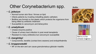 Other Corynebacterium spp.
• C. jeikeium
• Normal human skin flora / thrives on lipid
• Infects patients by invading indwelling plastic catheters
• Biofilms are formed on the plastic which protects the organisms from
being killed by antibiotic treatment
• Susceptible to vancomycin and tetracycline
• C. urealyticum
• Urease enzyme positive
• Cause of urinary tract infection in post renal transplants
• Resistant to many antibiotics but vancomycin susceptible
• C. macginleyi
• Conjunctivitis, keratitis (contact lens wearers) and endophthalmitis
• C. kroppenstedtii
• NF on the skin and can cause granulomatous globular mastitis
Red is (+) for
Urease reaction
+
Biofilm
 