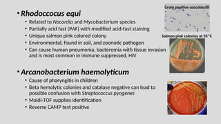 •Rhodoccocus equi
• Related to Nocardia and Mycobacterium species
• Partially acid fast (PAF) with modified acid-fast staining
• Unique salmon pink colored colony
• Environmental, found in soil, and zoonotic pathogen
• Can cause human pneumonia, bacteremia with tissue invasion
and is most common in immune suppressed, HIV
•Arcanobacterium haemolyticum
• Cause of pharyngitis in children
• Beta hemolytic colonies and catalase negative can lead to
possible confusion with Streptococcus pyogenes
• Maldi-TOF supplies identification
• Reverse CAMP test positive
Salmon pink colonies at 35*C
Gram positive coccobacilli
 