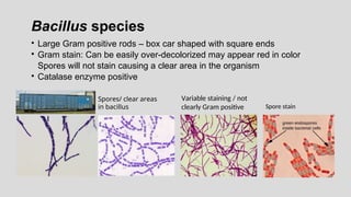 Bacillus species
• Large Gram positive rods – box car shaped with square ends
• Gram stain: Can be easily over-decolorized may appear red in color
Spores will not stain causing a clear area in the organism
• Catalase enzyme positive
Spores/ clear areas
in bacillus
Variable staining / not
clearly Gram positive Spore stain
 